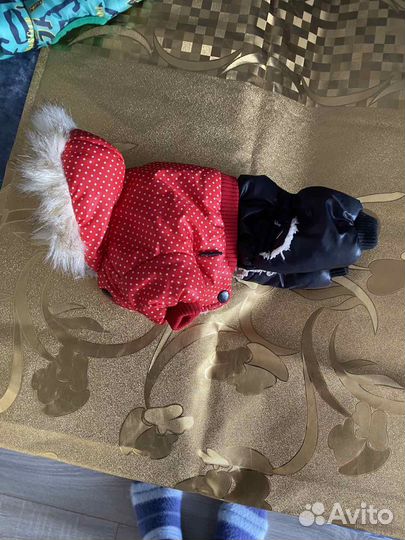 Продажа одежды для собачек