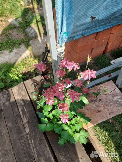 Аквилегия (водосбор)