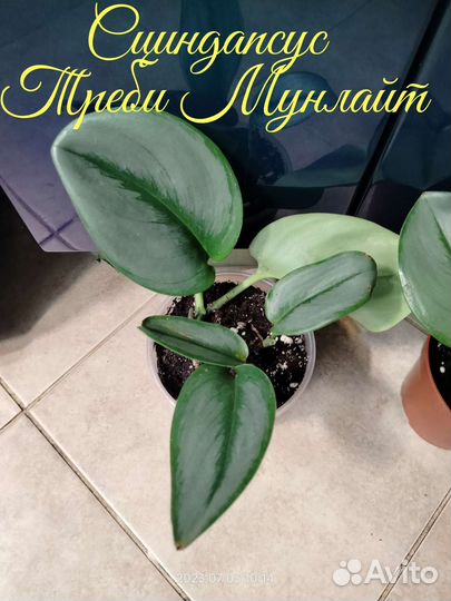 Плющи, сциндапсусы