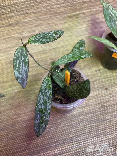 Hoya (хойи разные)