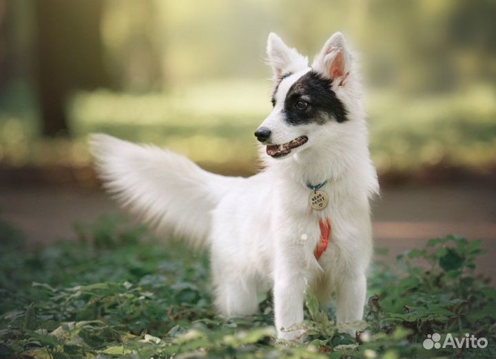 Маленькая собака в добрые руки
