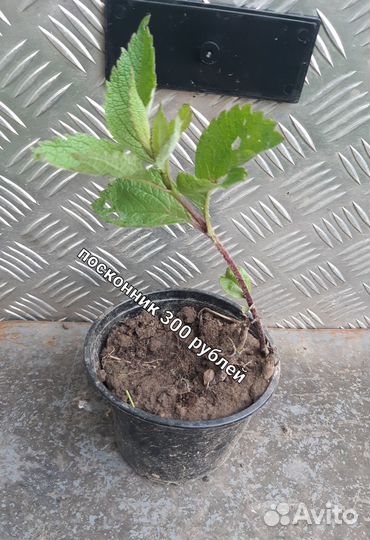 Растение посконник