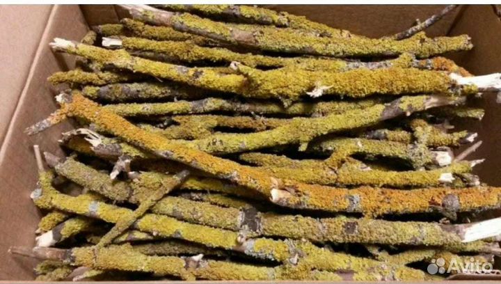 Ягель, мох, центрария, лишайник