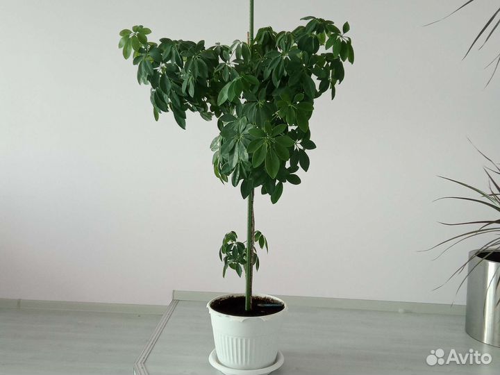 Растение декоративное Шеффлера Колоновидная