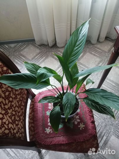 Спатифиллум