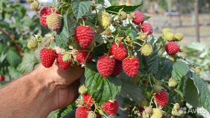 Саженцы ремонтантной малины Химбо Топ