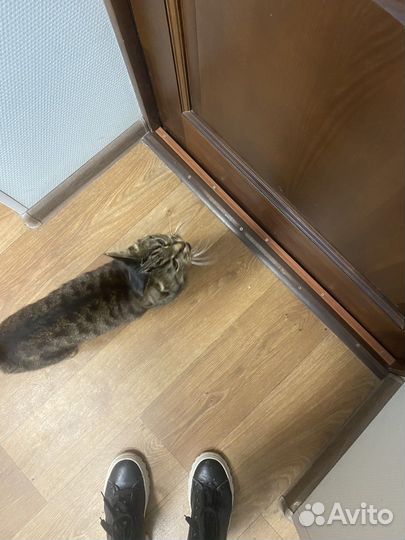 Кошка в дар бесплатно