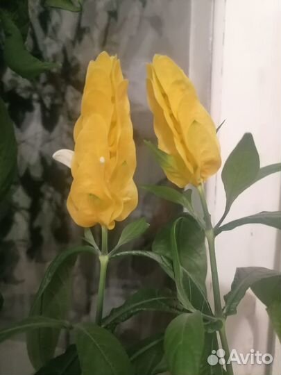 Комнатные цветы цветущие