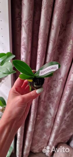 Орхидея фаленопсис подросток