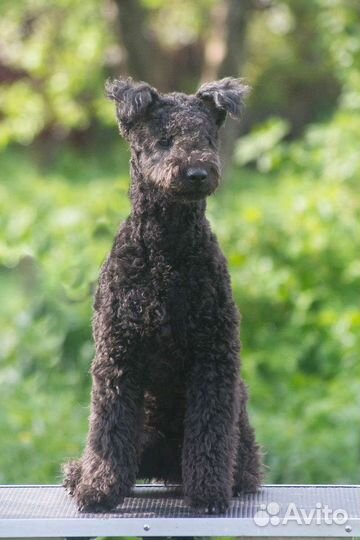 Пуми - Национальное достояние Венгрии