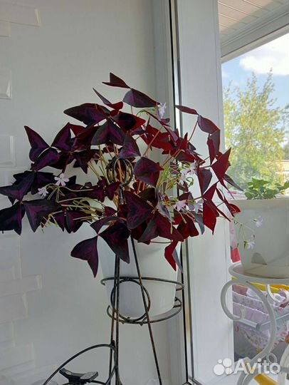 Кислица oxalis 