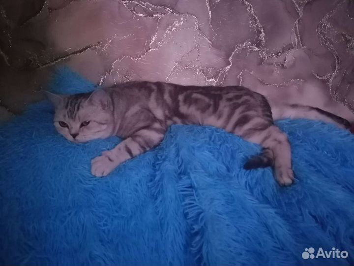 Кот вязка