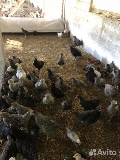 Куры доминант