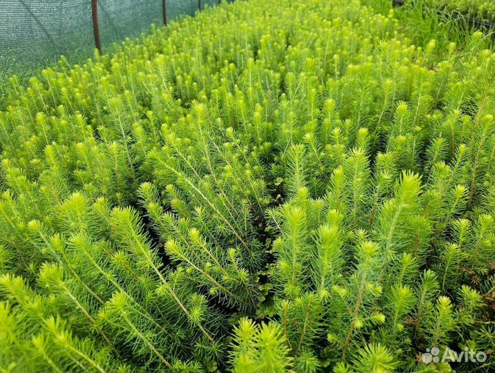 Сеянцы окс Сосна