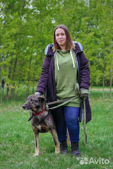 Невероятной нежности собака ищет дом