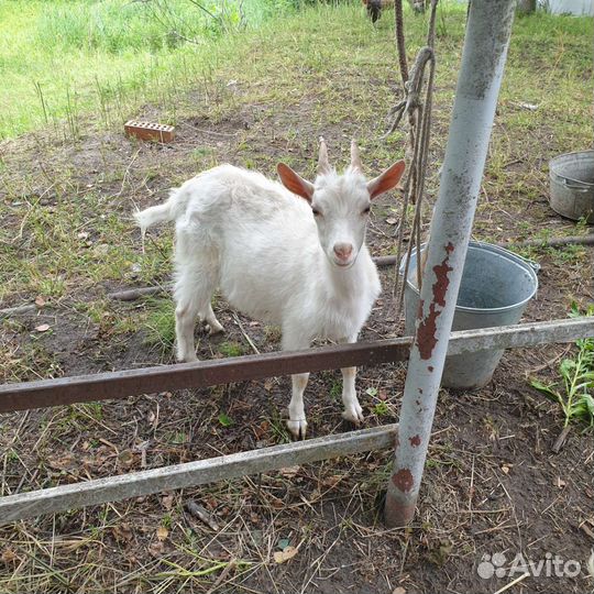 Козлята нубийск., зааненско-альпийск, навоз, петух