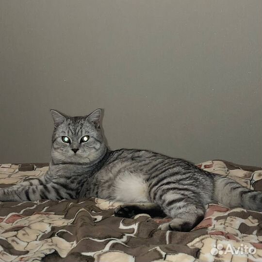 Шотландский кот,вязка