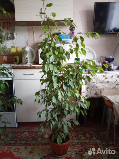 2 Фикуса, Бенджамина большие