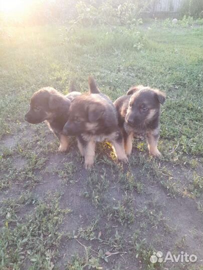 Щенки немецкой овчарки