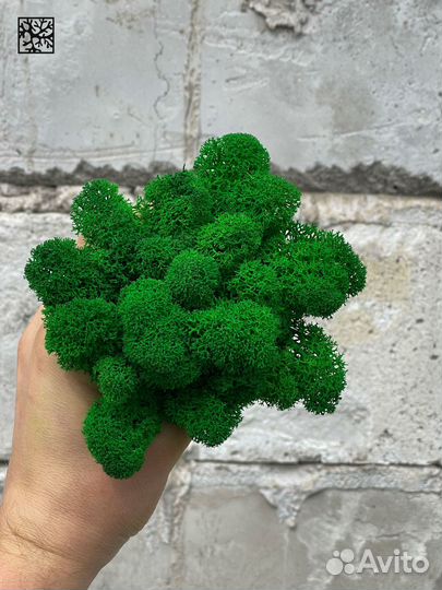 Стабилизированный Мох: Большой выбор цветов, Белый