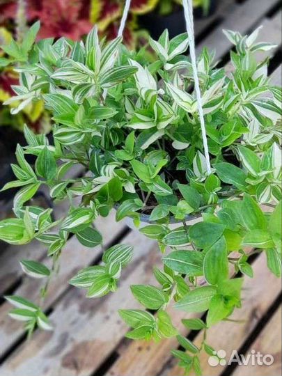 Традесканция, коллизия