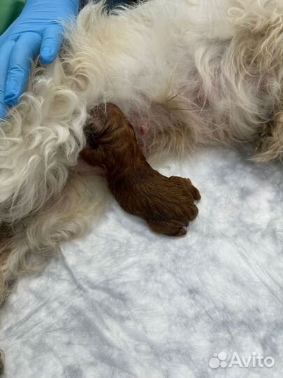 Тикап пудель Тедди Китай вязка 21см малина