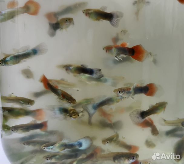 Живая рыба