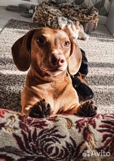 Вязка Такса Миша ищет невесту для свидания