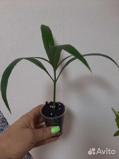 Руэллия, белопероне руж