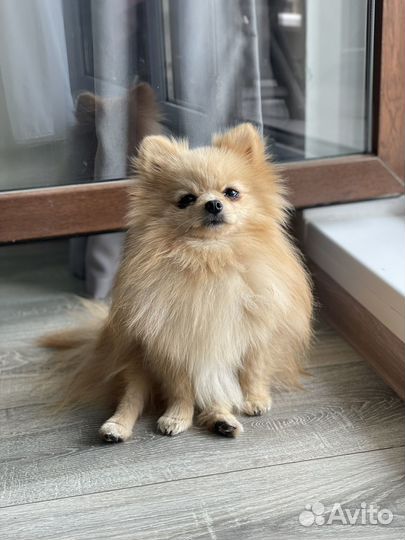 Вязка собак шпиц