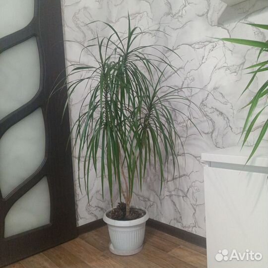 Пальма драцена