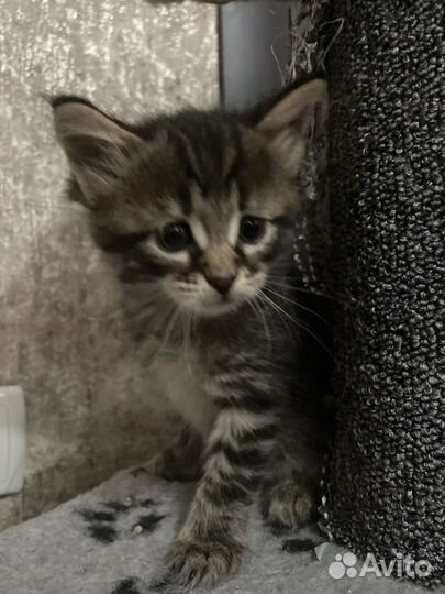 Котята Мейн-кун
