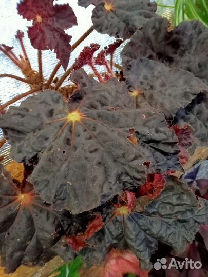 Бегонии декоративно-лиственные