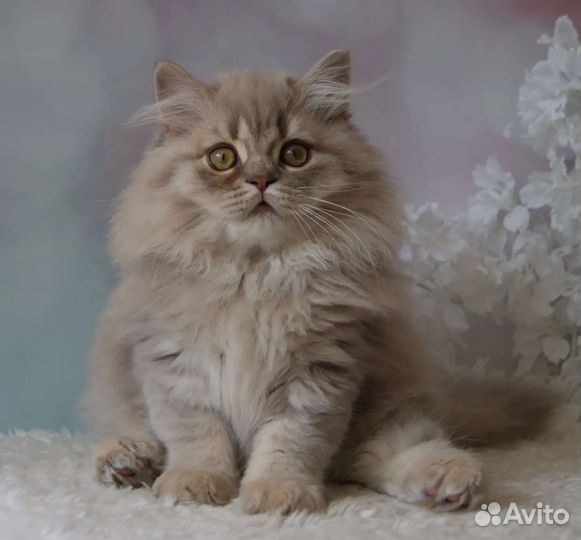 Британские котята