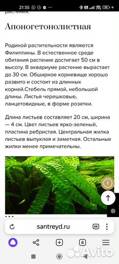 Аквариумное растение