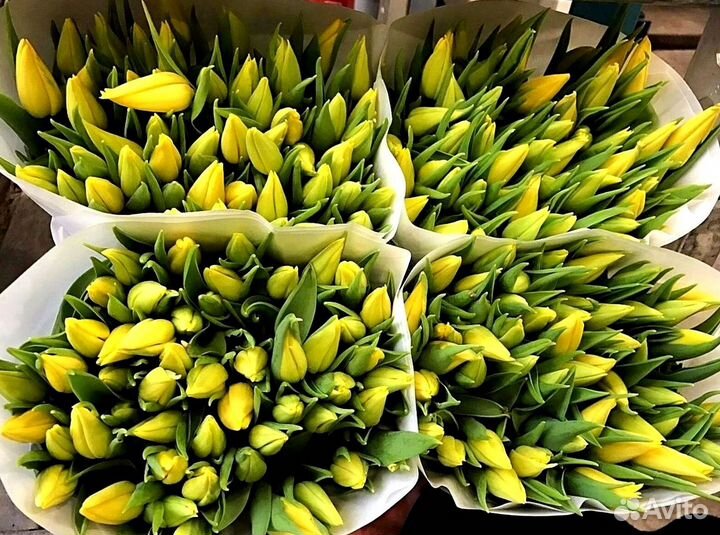 Тюльпаны опт