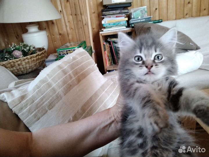 Котики бесплатно в добрые руки