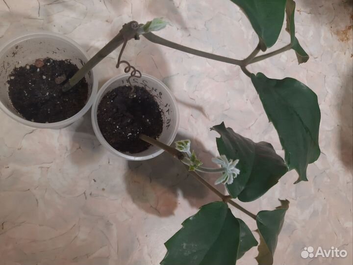 Тетрастигма вуанье