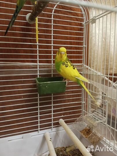 Волнистый попугай с клеткой