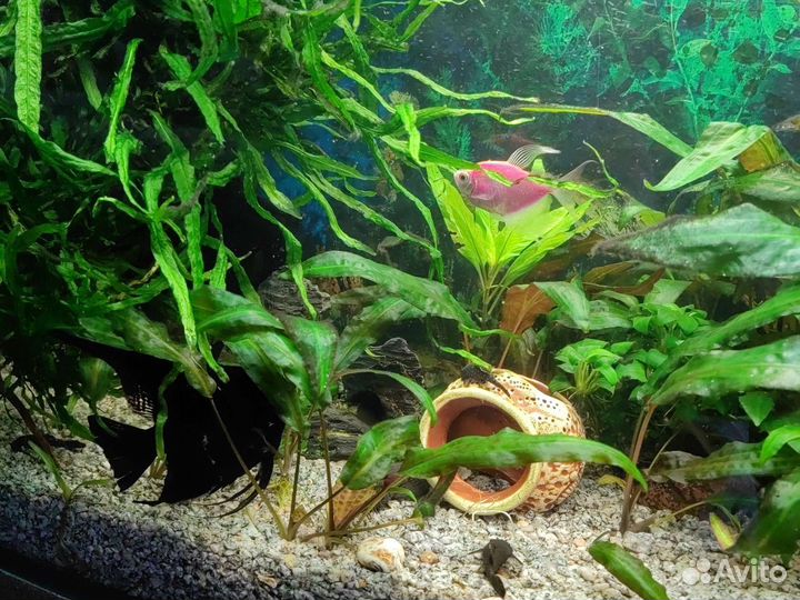 Растение в аквариумное