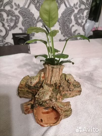 Водоросли для аквариума