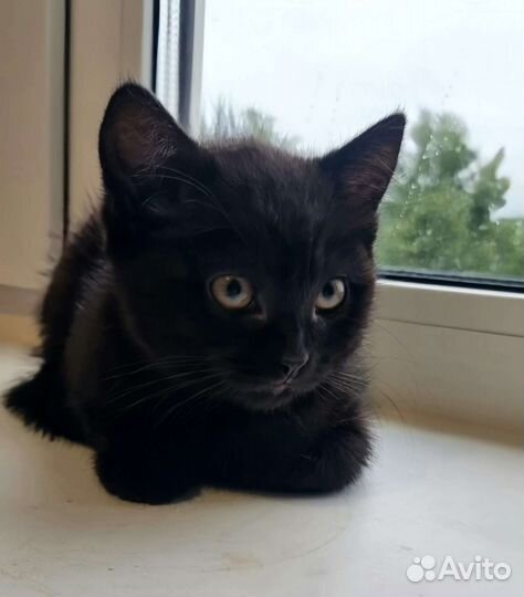 Кошка, котенок в добрые руки