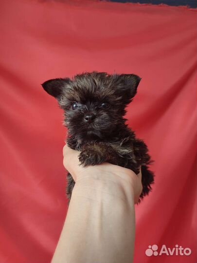 Дюймовочка