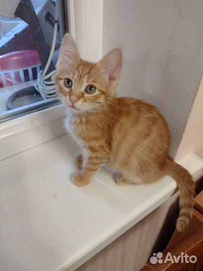 Котенок девочка в добрые руки