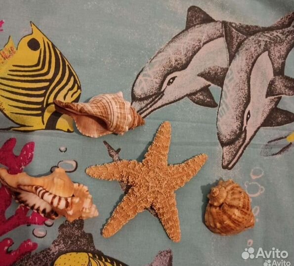 Морские ракушки раковины и звезда