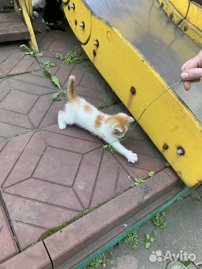 Котята мама красивая британка