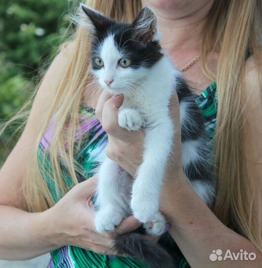 Котенок в добрые ручки