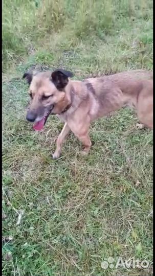 Вся жизнь через решетку.Собака в дар в добрые руки