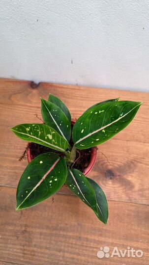 Анлаонема комутатум старс спифаер