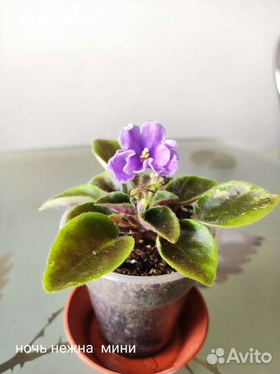 Фиалки сортовые детки